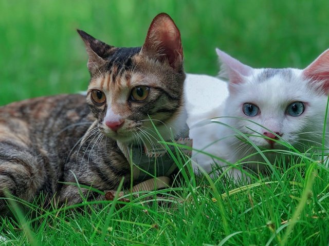 Обои трава, кот, кошка, взгляд, коты, кошки, лежат, grass, cat, look, cats, lie разрешение 2560x1440 Загрузить