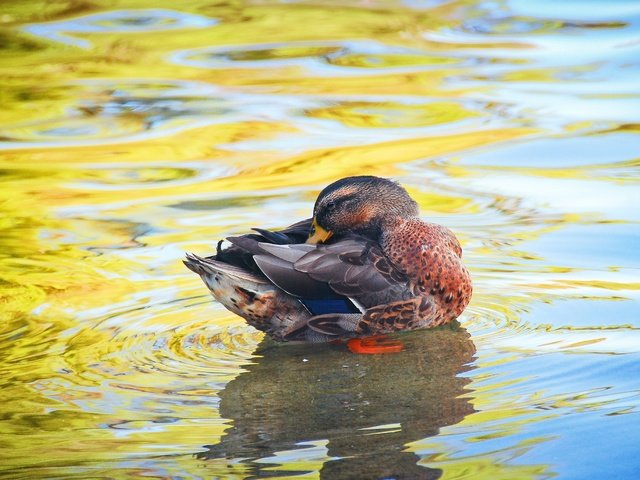 Обои вода, водоем, птица, утка, water, pond, bird, duck разрешение 2560x1714 Загрузить
