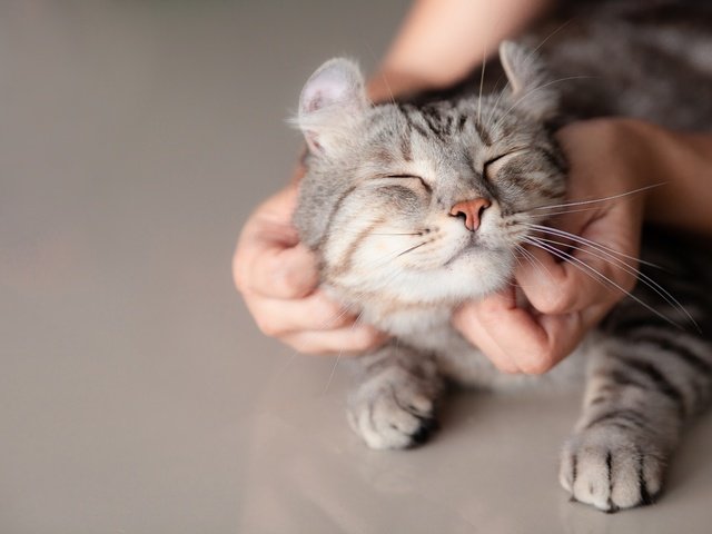 Обои кот, мордочка, кошка, руки, лапки, cat, muzzle, hands, legs разрешение 5616x3744 Загрузить