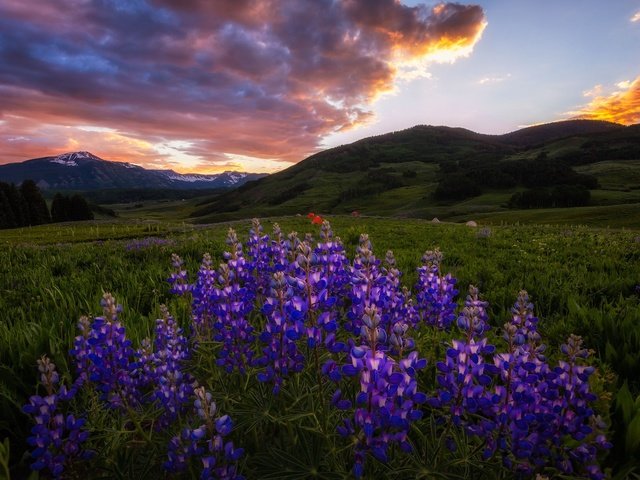 Обои цветы, вечер, лето, фиолетовые, люпины, flowers, the evening, summer, purple, lupins разрешение 2048x1291 Загрузить