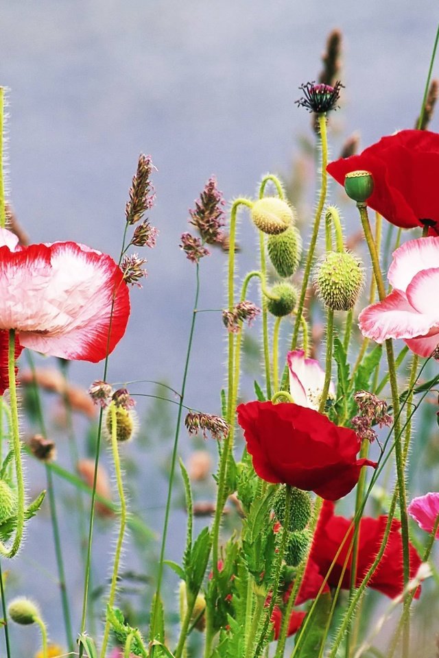 Обои цветы, трава, лето, маки, flowers, grass, summer, maki разрешение 2560x1600 Загрузить