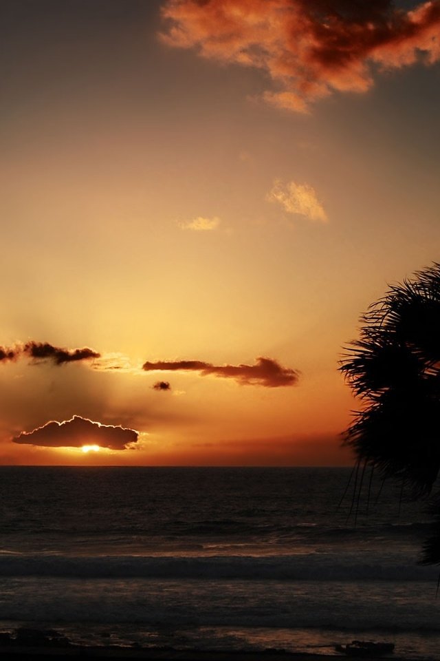 Обои облака, закат, море, пальмы, clouds, sunset, sea, palm trees разрешение 1920x1200 Загрузить
