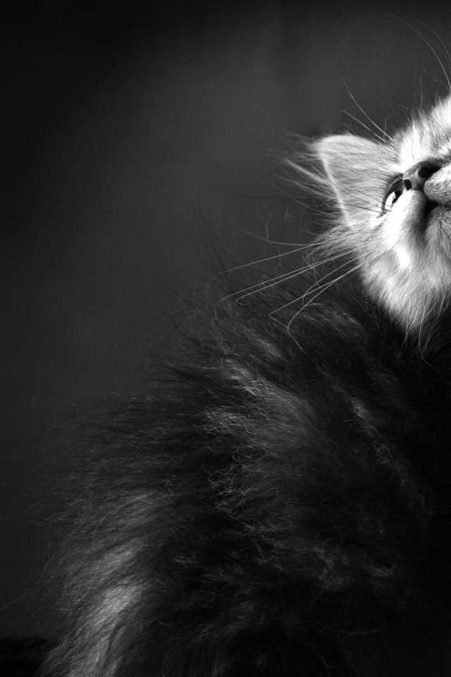Обои обои, кот, кошка, чёрно-белое, котенок, пушистый, кошки, чб, wallpaper, cat, black and white, kitty, fluffy, cats, bw разрешение 2560x1440 Загрузить
