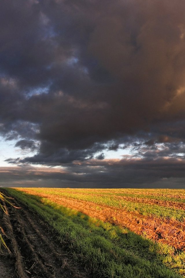 Обои облака, поле, кукуруза, clouds, field, corn разрешение 3200x1200 Загрузить