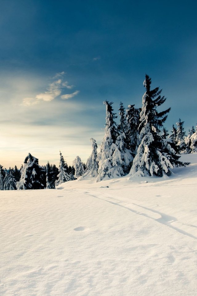 Обои снег, зима, елки, snow, winter, tree разрешение 2048x1536 Загрузить