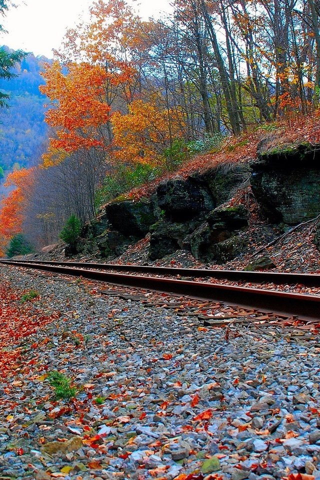 Обои дорога, лес, осень, железная, road, forest, autumn, iron разрешение 1920x1200 Загрузить