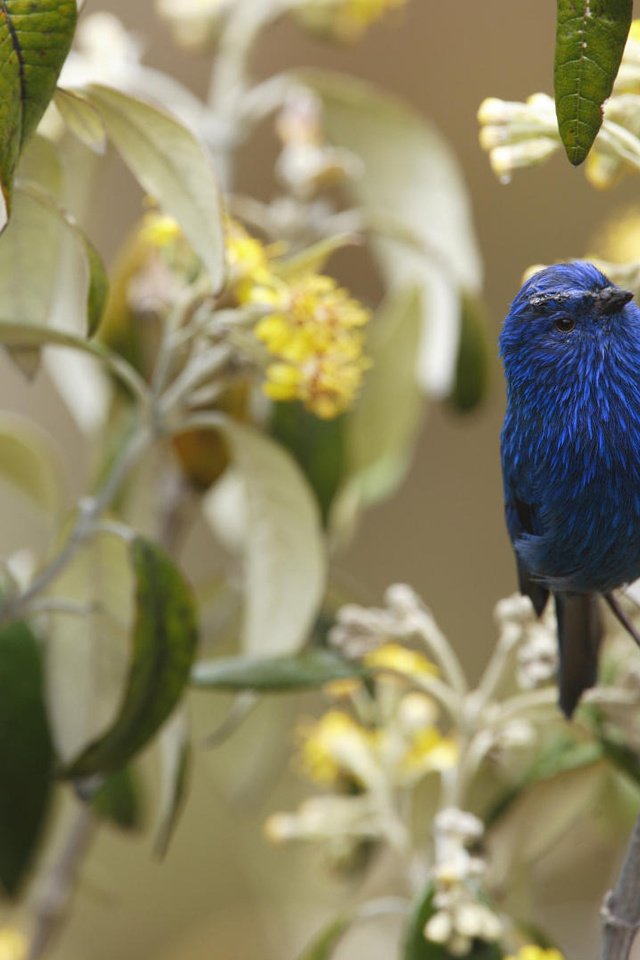 Обои цветы, ветка, птичка, flowers, branch, bird разрешение 1920x1080 Загрузить