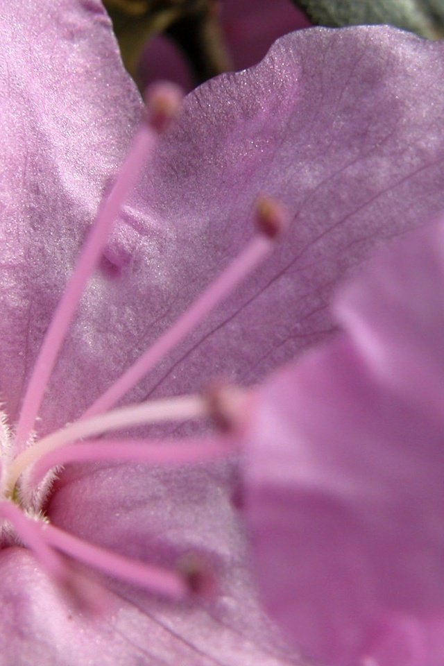 Обои макро, цветок, лепестки, тычинки, розовый, нежный, macro, flower, petals, stamens, pink, gentle разрешение 1920x1200 Загрузить