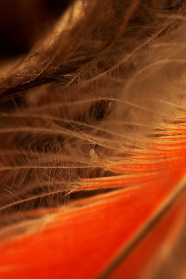 Обои перья, nine inch nails, перо, крупным планом, перышко, feathers, pen, closeup, a feather разрешение 2400x1800 Загрузить