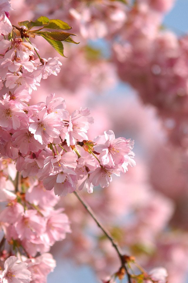 Обои небо, ветви, весна, розовые цветы, the sky, branch, spring, pink flowers разрешение 2560x1600 Загрузить