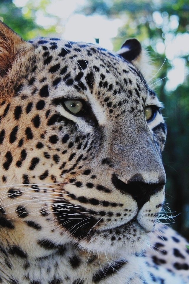 Обои усы, леопард, задумчивый, mustache, leopard, brooding разрешение 1920x1200 Загрузить