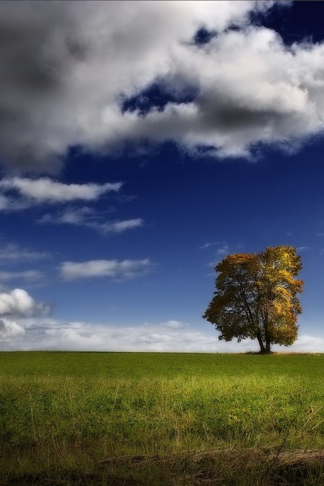 Обои облака, дерево, поле, clouds, tree, field разрешение 1920x1440 Загрузить