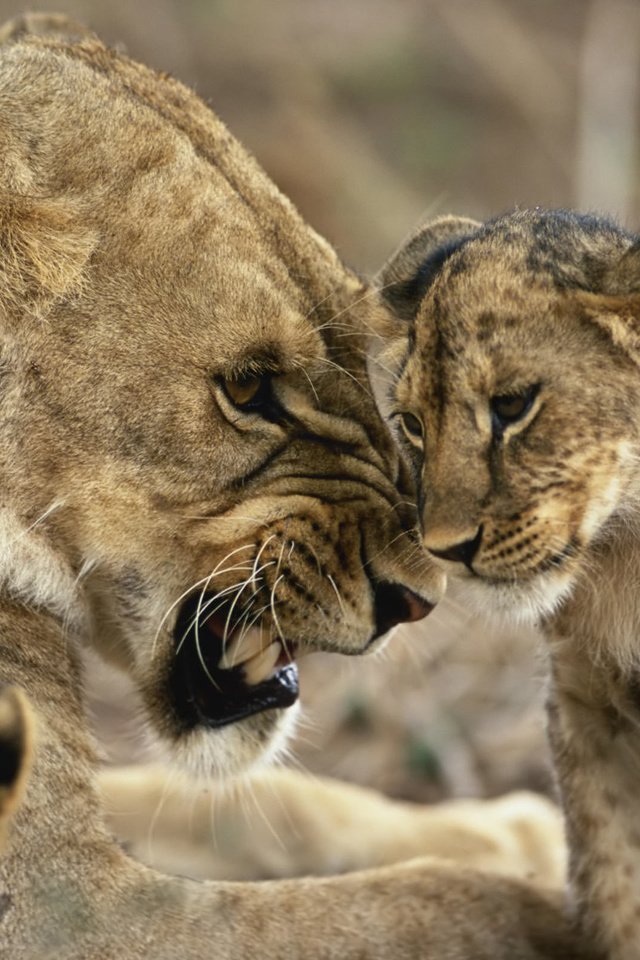 Обои животные, львица, львёнок, animals, lioness, lion разрешение 2560x1600 Загрузить