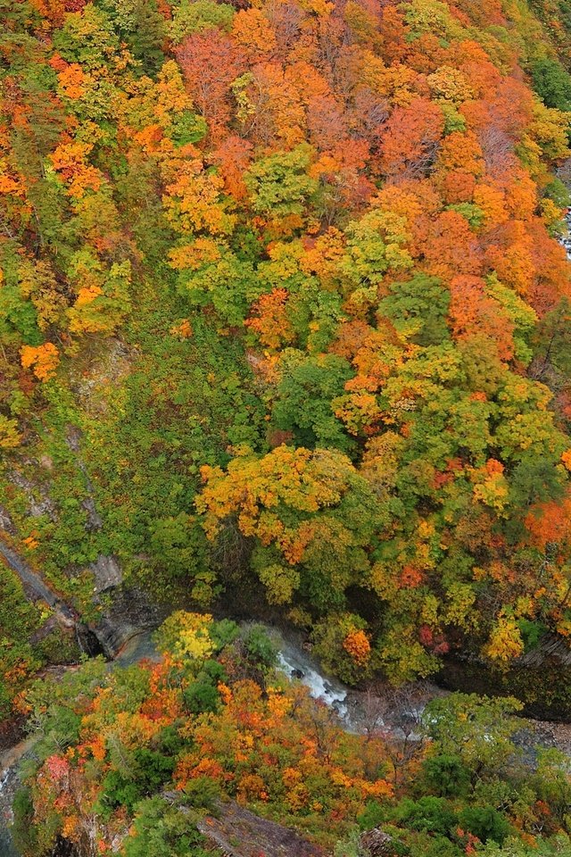 Обои деревья, река, лес, листья, осень, ущелье, сверху, trees, river, forest, leaves, autumn, gorge, top разрешение 2560x1600 Загрузить