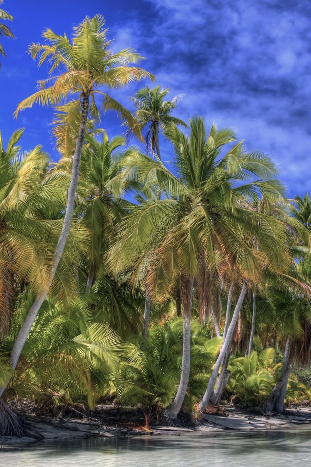 Обои облака, море, пальмы, прибрежье, clouds, sea, palm trees, the coast разрешение 1920x1200 Загрузить