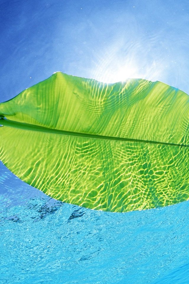 Обои вода, солнце, луч, глубина, зеленый лист, water, the sun, ray, depth, green leaf разрешение 1920x1200 Загрузить
