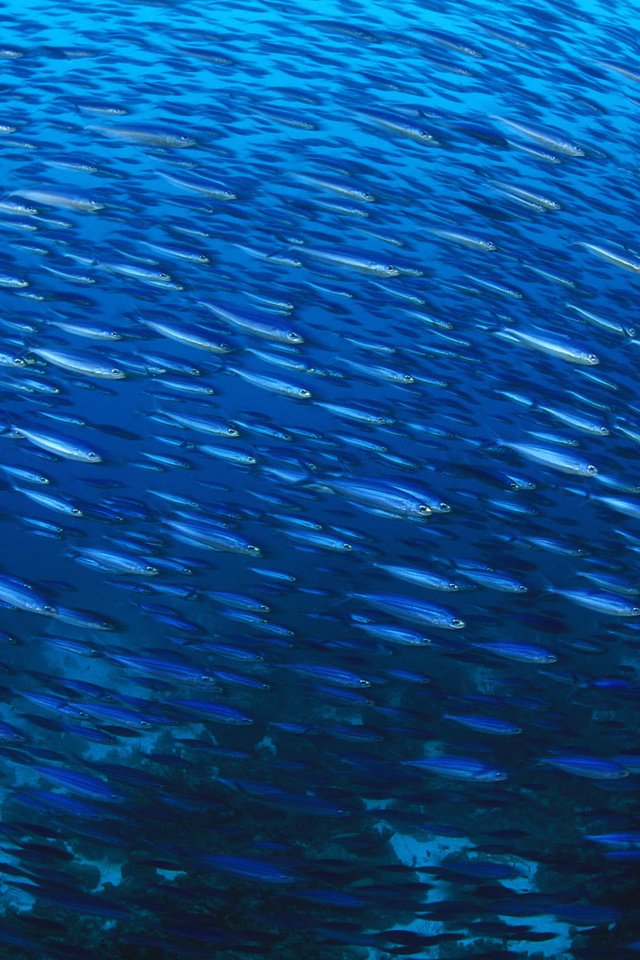 Обои рыбы, много, стая, подводный мир, fish, a lot, pack, underwater world разрешение 2000x1333 Загрузить