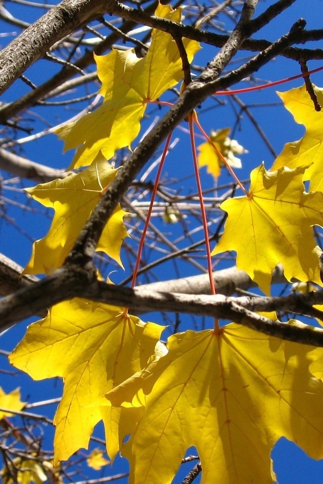 Обои дерево, осень, желтые листья, tree, autumn, yellow leaves разрешение 1920x1200 Загрузить