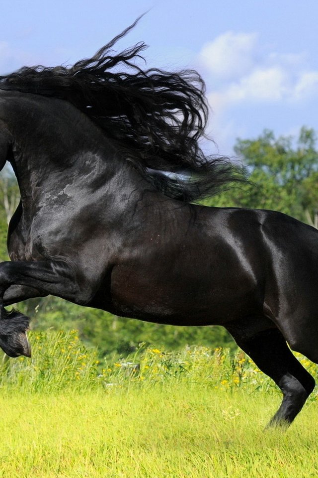 Обои конь, грива, копыта, horse, mane, hooves разрешение 1920x1200 Загрузить