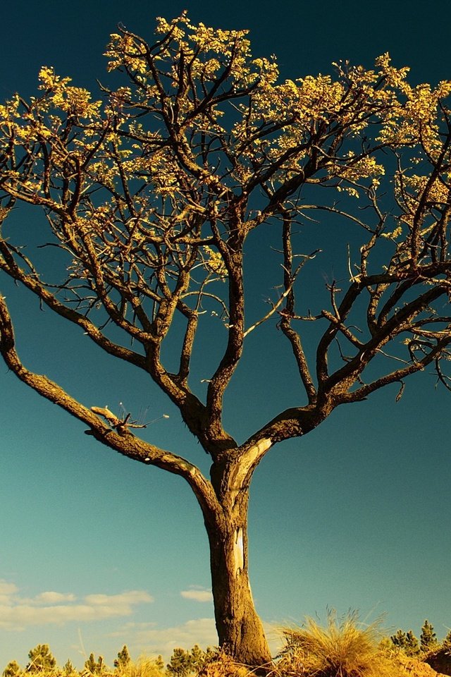 Обои небо, дерево, листья, ветки, ствол, сухое дерево, the sky, tree, leaves, branches, trunk, a dry tree разрешение 1920x1440 Загрузить