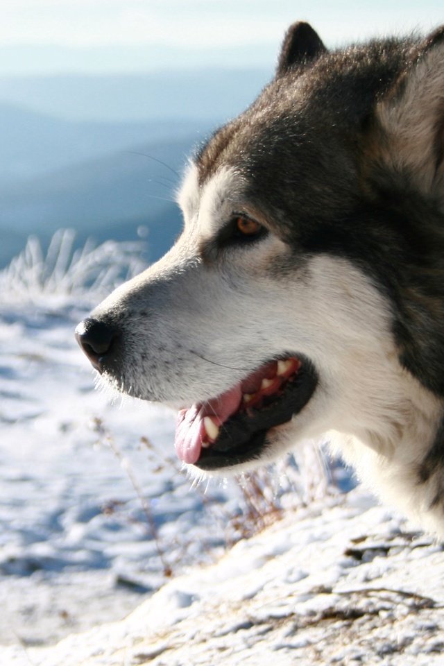 Обои снег, фон, собака, хаски, север, ошейник, аляскинский маламут, snow, background, dog, husky, north, collar, alaskan malamute разрешение 2560x1600 Загрузить