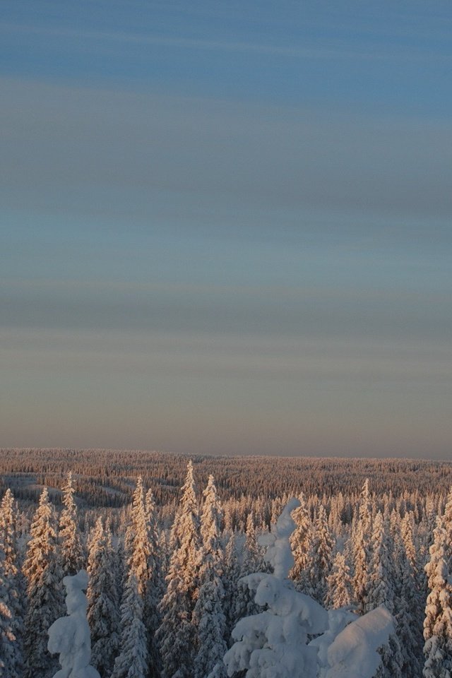 Обои небо, снег, лес, зима, луна, the sky, snow, forest, winter, the moon разрешение 1920x1200 Загрузить