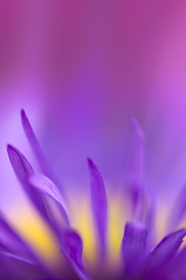 Обои цветок, фиолетовый, хрупкий, flower, purple, fragile разрешение 2560x1600 Загрузить