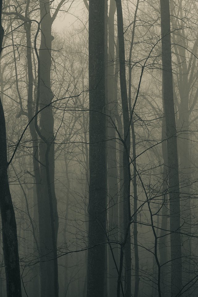 Обои деревья, природа, лес, пейзаж, туман, стволы, trees, nature, forest, landscape, fog, trunks разрешение 2560x1600 Загрузить