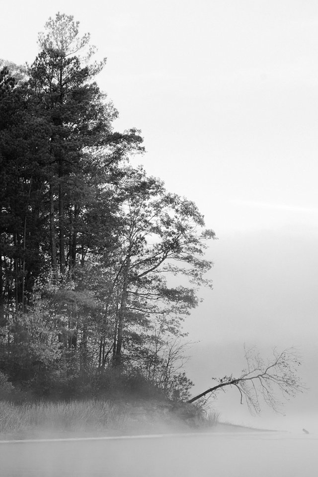 Обои деревья, вода, озеро, лес, туман, чёрно-белое, черно-белая, trees, water, lake, forest, fog, black and white разрешение 1920x1200 Загрузить