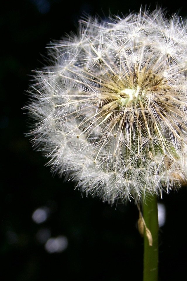 Обои одуванчик, пух, dandelion, fluff разрешение 1920x1440 Загрузить