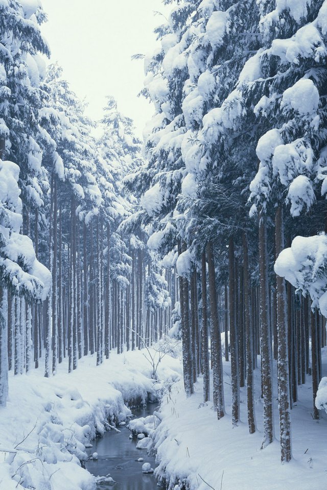 Обои деревья, снег, лес, зима, ручей, сосны, сугробы, хвойные, trees, snow, forest, winter, stream, pine, the snow, coniferous разрешение 1920x1200 Загрузить