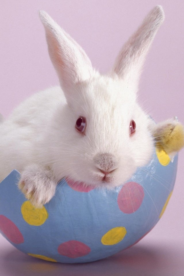 Обои белый, кролик, розовый фон, white, rabbit, pink background разрешение 1920x1200 Загрузить