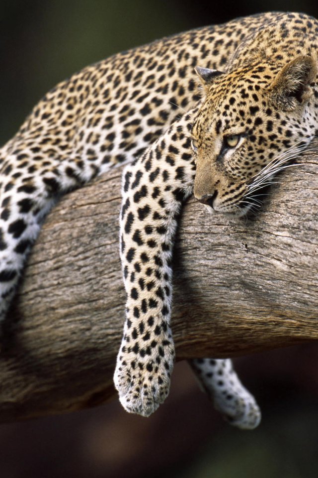 Обои леопард, весит, на дереве, leopard, weighs, on the tree разрешение 1920x1200 Загрузить