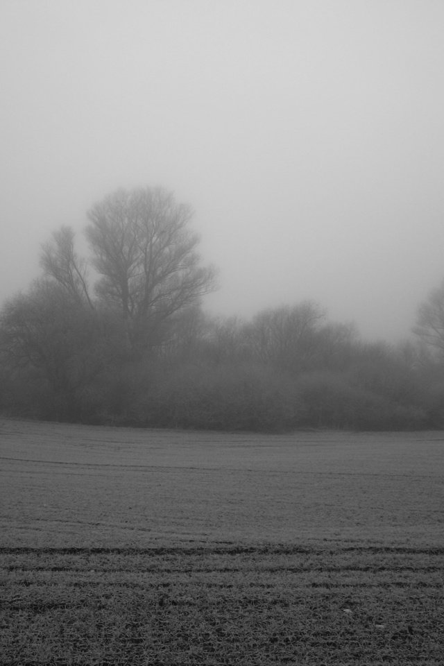 Обои дерево, туман, поле, куст, tree, fog, field, bush разрешение 3000x2000 Загрузить