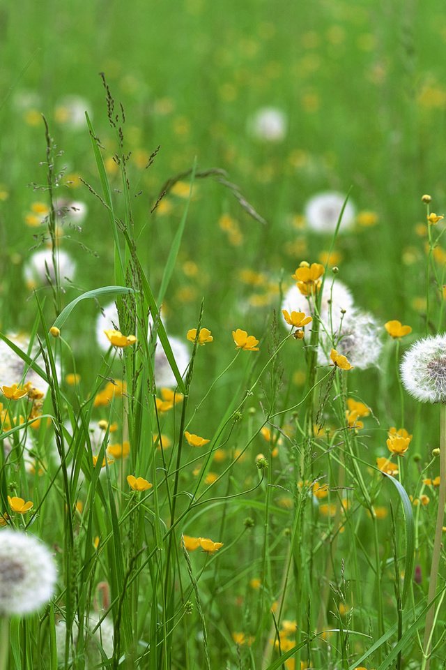 Обои цветы, трава, поле, одуванчики, flowers, grass, field, dandelions разрешение 3840x1200 Загрузить