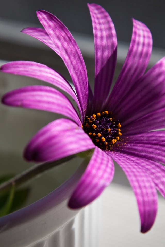 Обои макро, цветок, пурпурный, остеоспермум, африканская ромашка, macro, flower, purple, osteospermum, african daisy разрешение 2560x1600 Загрузить