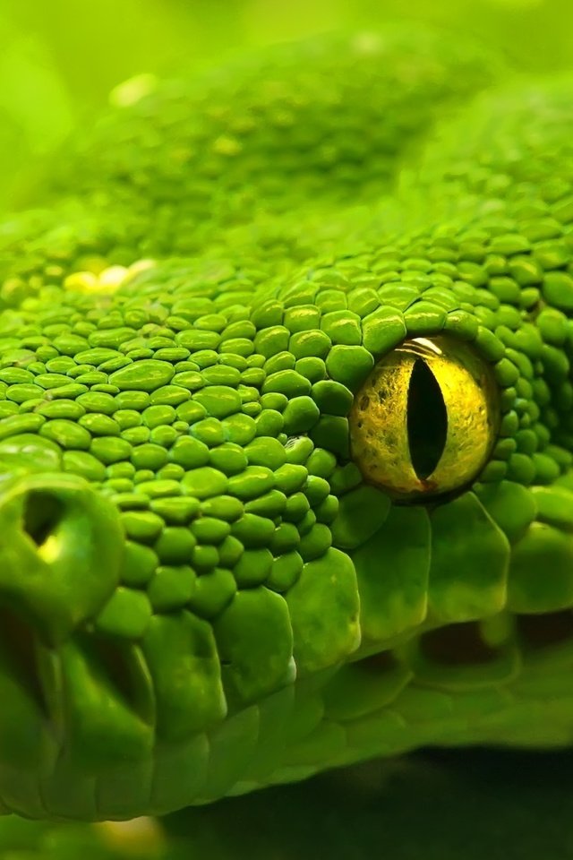 Обои макро, змея, глаз, рептилия, удав, emerald tree boa, macro, snake, eyes, reptile, boa разрешение 1920x1200 Загрузить