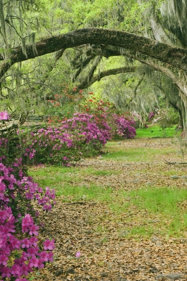 Обои деревья, аллея, азалии, южная каролина, trees, alley, azaleas, south carolina разрешение 2000x1333 Загрузить