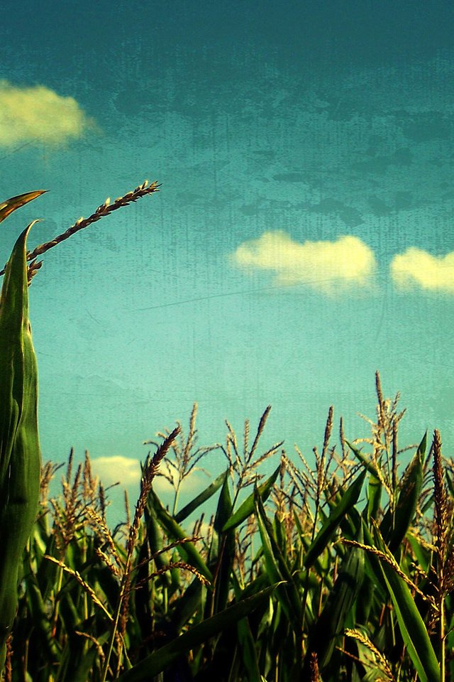 Обои небо, поле, злаки, the sky, field, cereals разрешение 1920x1200 Загрузить