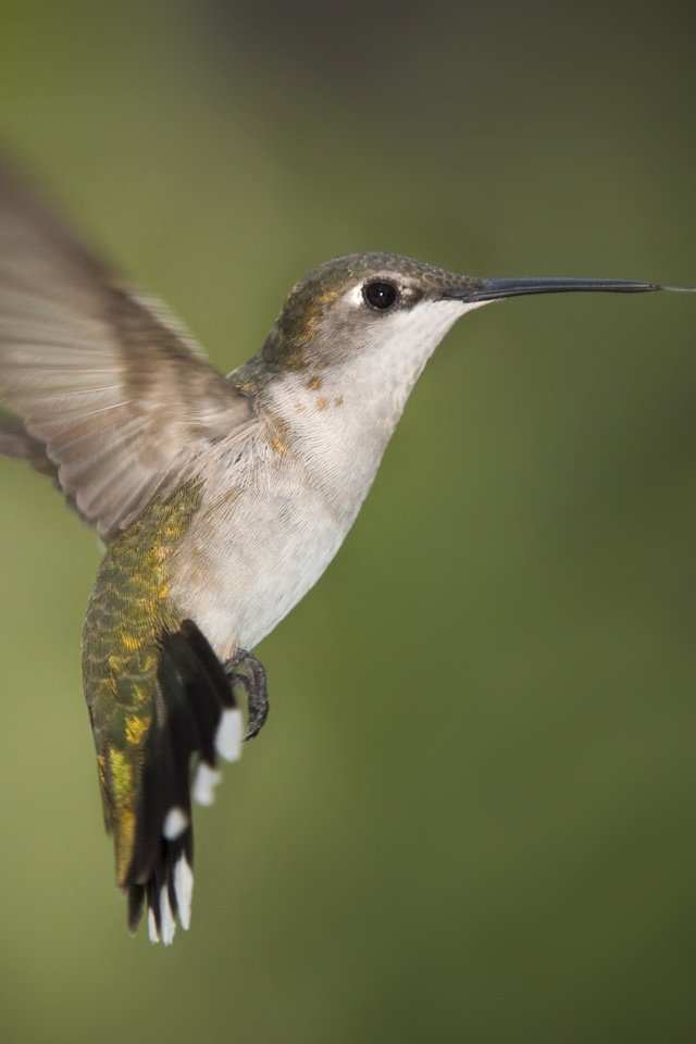 Обои крылья, клюв, колибри, wings, beak, hummingbird разрешение 3072x2048 Загрузить