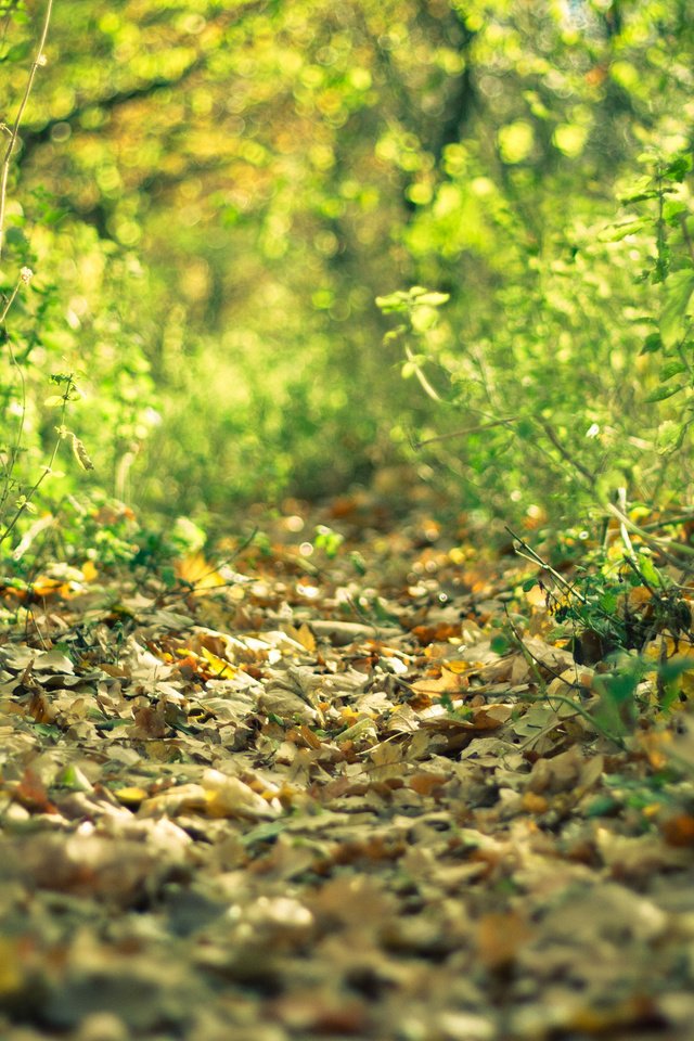 Обои лес, листья, осень, тропа, forest, leaves, autumn, trail разрешение 3888x2592 Загрузить