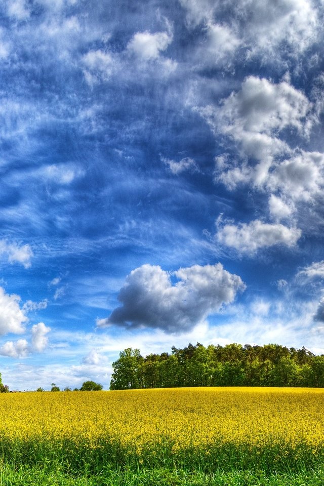 Обои небо, облака, желтый, поле, the sky, clouds, yellow, field разрешение 2560x1600 Загрузить