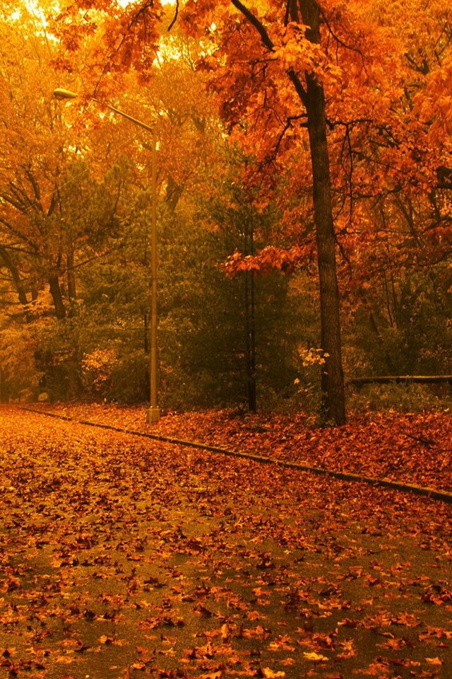 Обои дорога, деревья, лес, листья, осень, road, trees, forest, leaves, autumn разрешение 1920x1080 Загрузить