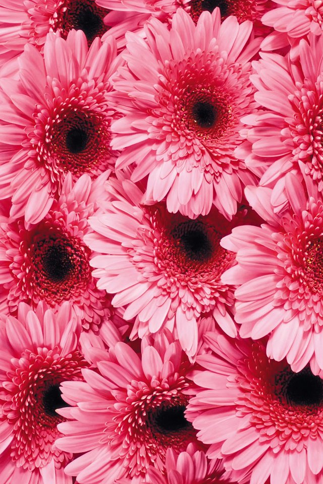 Обои цветы, лепестки, розовые, гербера, flowers, petals, pink, gerbera разрешение 1920x1200 Загрузить