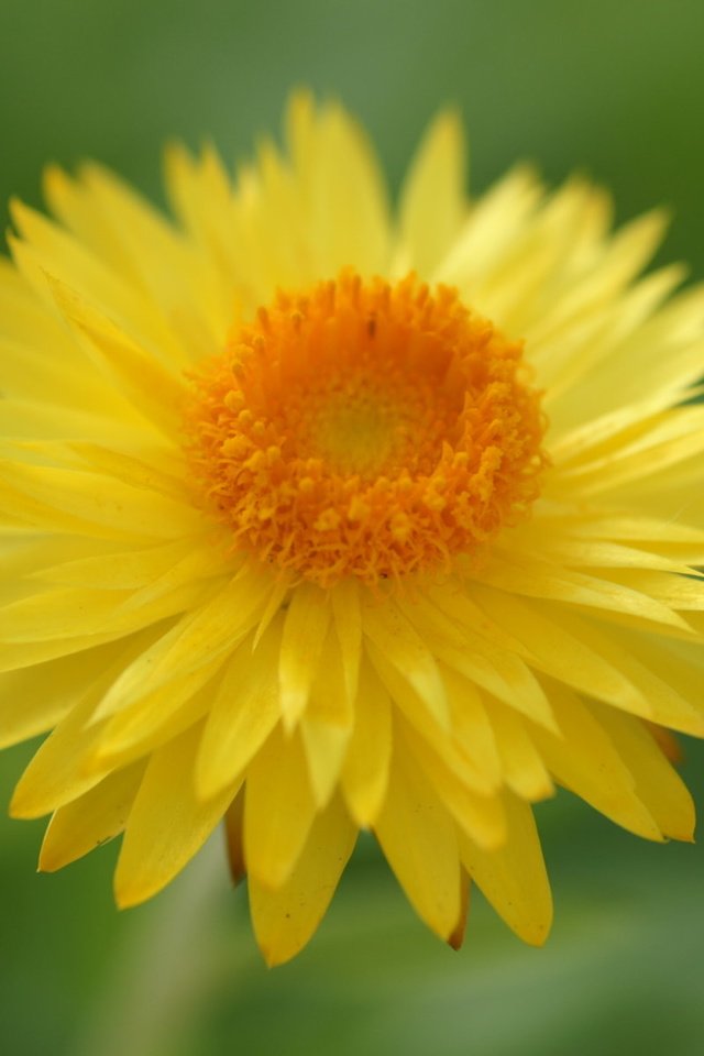 Обои цветы, цветок, лепестки, желтые, flowers, flower, petals, yellow разрешение 1920x1200 Загрузить