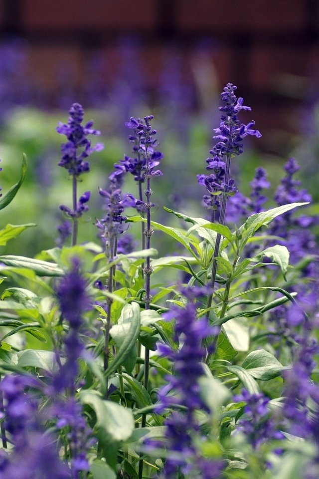 Обои цветы, лепестки, стебли, полевые цветы, шалфей, flowers, petals, stems, wildflowers, sage разрешение 1920x1200 Загрузить