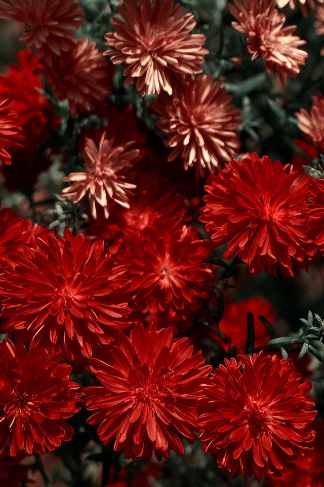 Обои цветы, красная, хризантема, flowers, red, chrysanthemum разрешение 1920x1200 Загрузить
