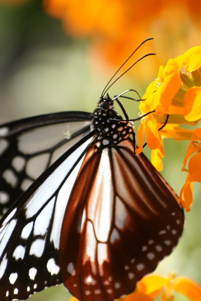 Обои насекомое, цветок, бабочка, крылья, монарх, insect, flower, butterfly, wings, monarch разрешение 1920x1200 Загрузить