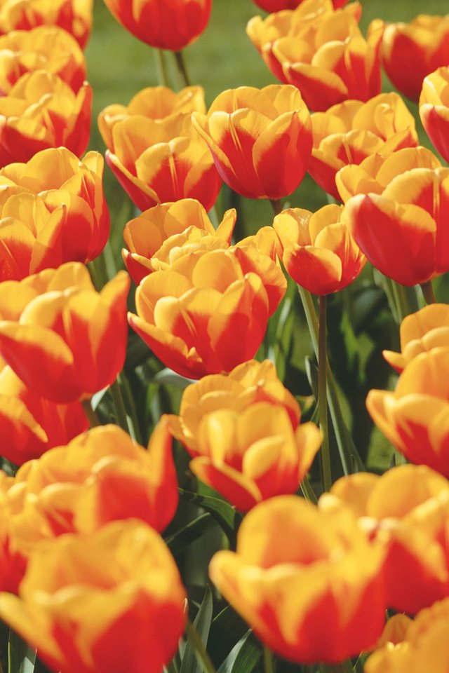 Обои цветы, весна, тюльпаны, красочный, кумба, flowers, spring, tulips, colorful разрешение 1920x1200 Загрузить