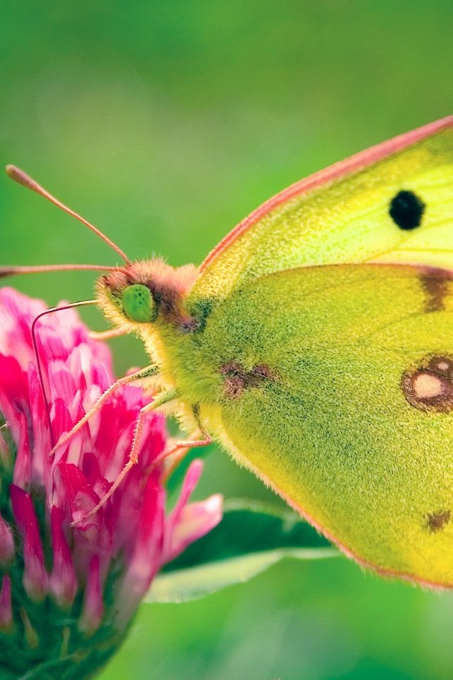 Обои клевер, цветок, бабочка, желтушка луговая, clover, flower, butterfly, european swallowtail разрешение 1920x1200 Загрузить